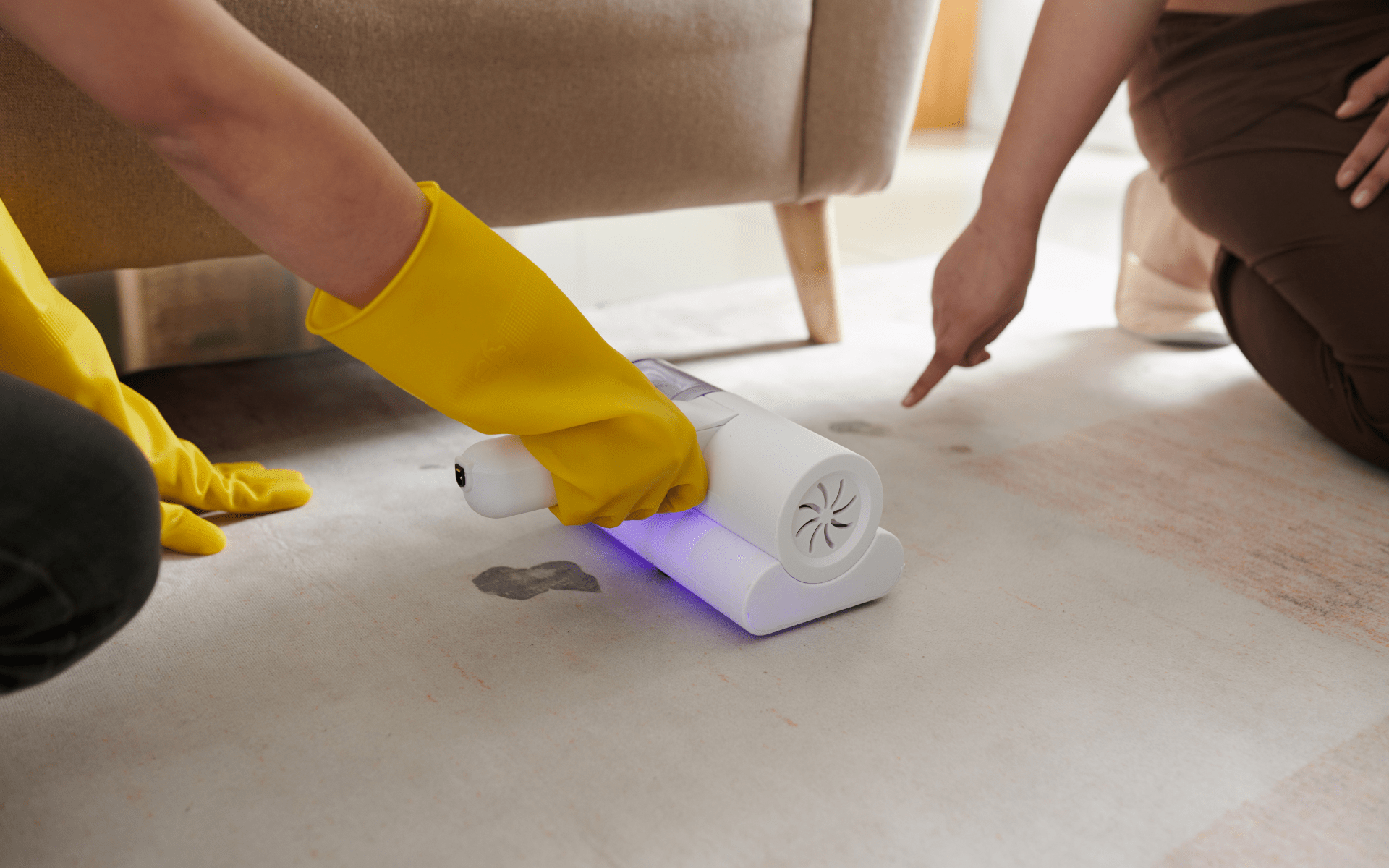 Carpet stain removal with handheld cleaning machine and UV light treatment.